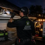 Emergency Possum Removal and Understanding Possum Removal Laws
